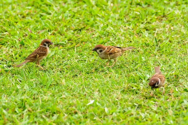 Sperling auf dem Rasen — Stockfoto