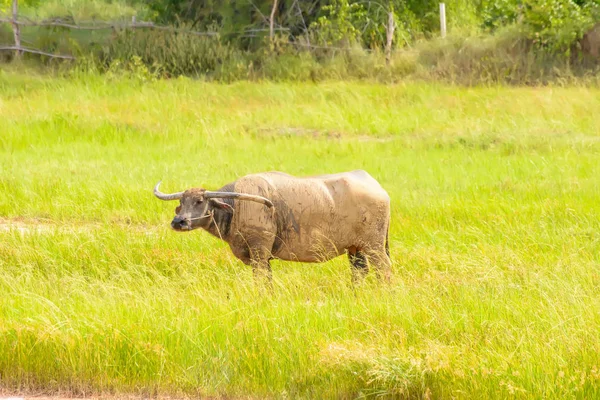 Buffalo στέκεται στο Λιβάδι — Φωτογραφία Αρχείου