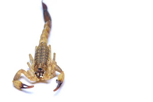 Mrtvola scorpion — Stock fotografie