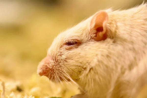 Fare veya denilen çöl fareleri