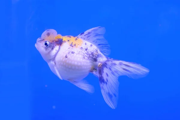 Goldfish in the cabinet — Stock Photo, Image