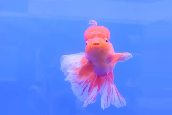 キャビネットの金魚 — ストック写真