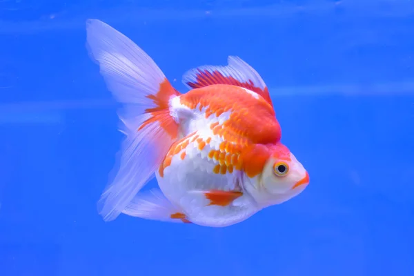 Kultakala kaapissa — kuvapankkivalokuva