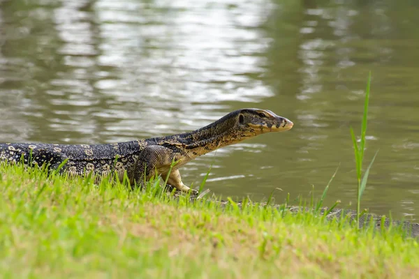 Varanus salvador están tomando el sol — Foto de Stock