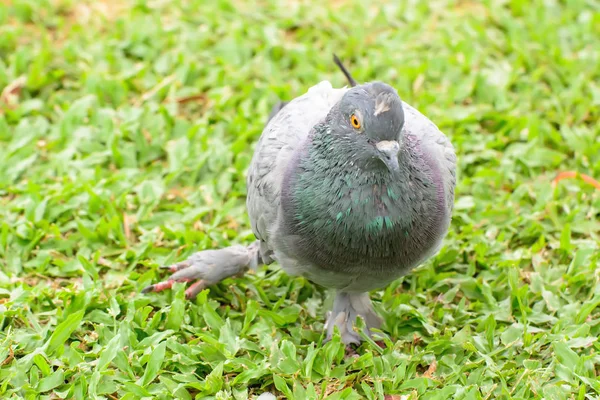 비둘기는 잔디에서 깨진 다리 — 스톡 사진