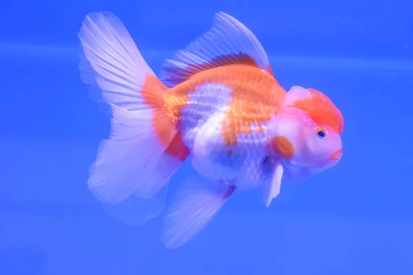 Goldfish no armário — Fotografia de Stock