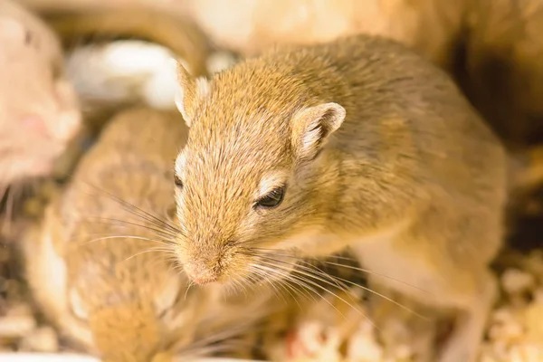 Gerbil of genaamd woestijn ratten — Stockfoto