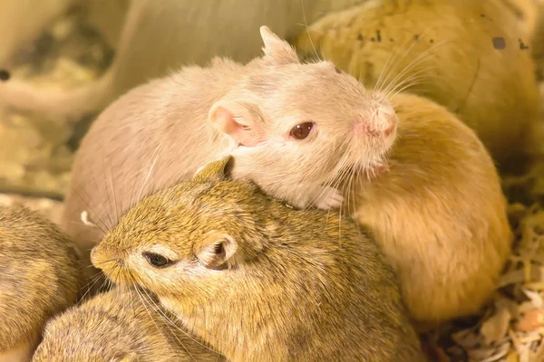 Gerbil of genaamd woestijn ratten — Stockfoto