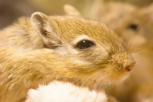 Gerbil lub o nazwie szczury pustyni — Zdjęcie stockowe