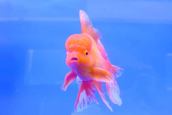 Золота рибка в кабінеті — стокове фото