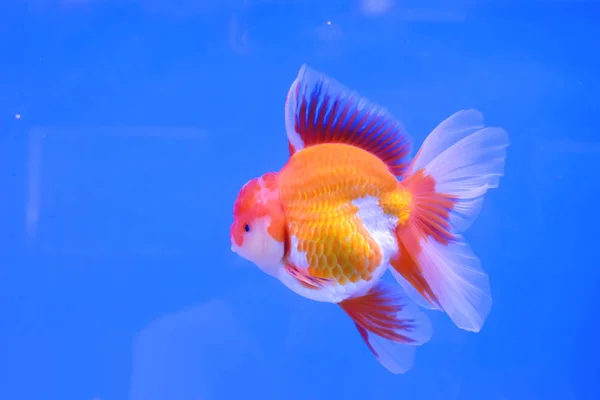 Goldfische im Kabinett — Stockfoto