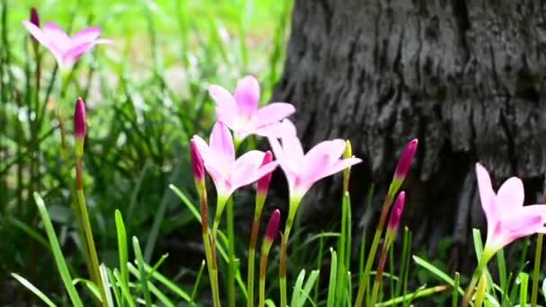 Zephyranthes grandiflora rose avec le vent souffle tout le temps. Pas de son . — Video