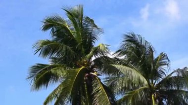 Hindistan cevizi ağaçları ile Rüzgar her zaman darbeler. Ses yok.