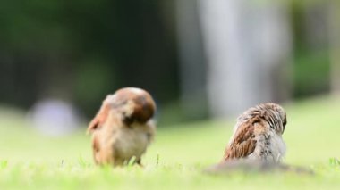 Serçe tüyleri Temizleme. Ses yok.