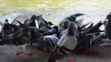 Güvercinler ekmek yiyor. Ses yok.