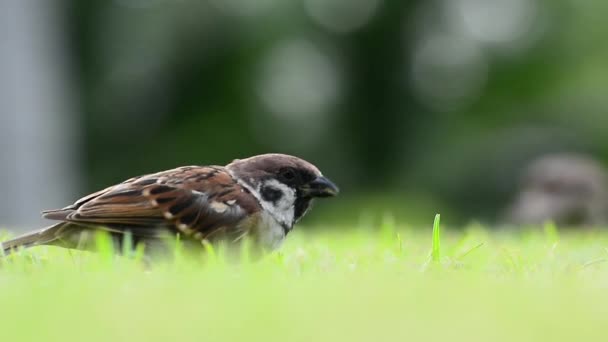 Sparrow se najít potraviny jíst. Žádný zvuk. — Stock video