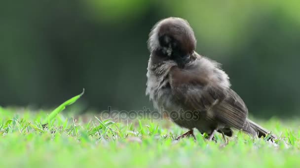 Sparrow nettoie les plumes. Pas de son . — Video