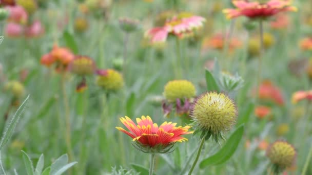 Gaillardia bloemen met de wind blaast de hele tijd. Geen geluid. — Stockvideo