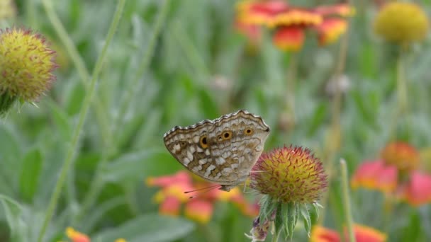 Vlinder aan een gaillardia. Geen geluid. — Stockvideo