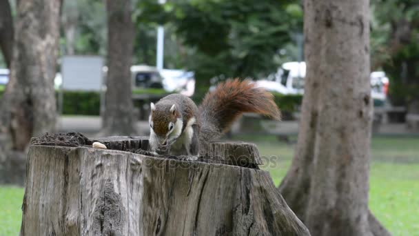 Lo scoiattolo mangia noce sul ceppo. Nessun suono . — Video Stock
