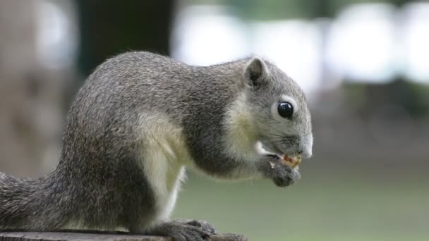 Eichhörnchen fressen Nüsse auf dem Baumstumpf. Kein Ton. — Stockvideo