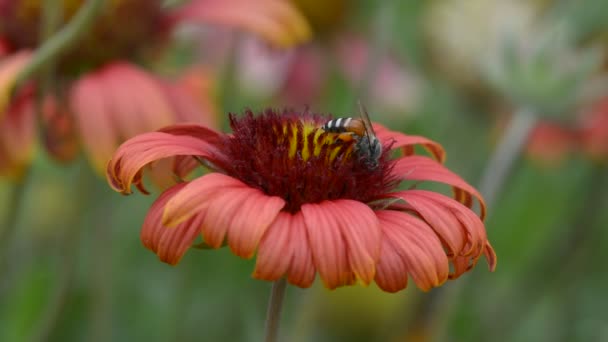 Des abeilles qui mangent du pollen. Pas de son . — Video