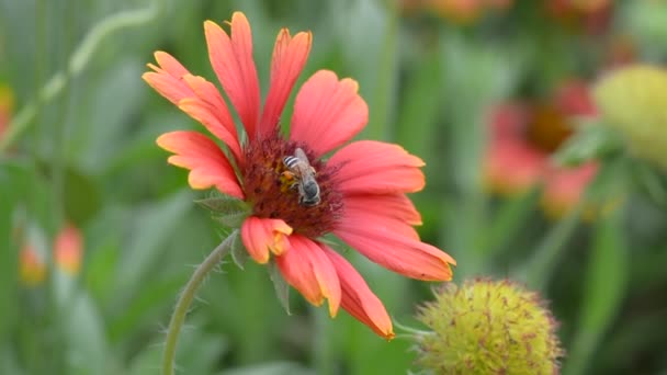 Las abejas comen polen. Sin sonido . — Vídeos de Stock