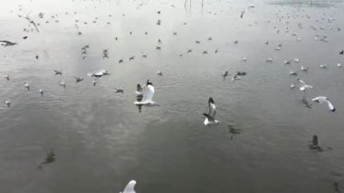 Sibirya kış hava martı kaçış Tayland için her yıl geldi. Ses yok.