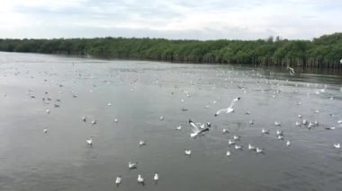 Sibirya kış hava martı kaçış Tayland için her yıl geldi. Ses yok.