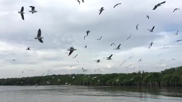 Seagull Fly Från Sibirisk Vinterväder Kom Till Thailand Varje Inget — Stockvideo