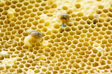 API'ları florea yuvası