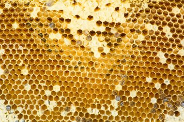 API'ları florea yuvası