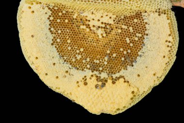 API'ları florea yuvası