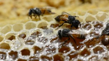 API'ları florea veya cüce bal arısı, küçük iki tür biridir. Bir yuva inşa ediyor. Ses yok.