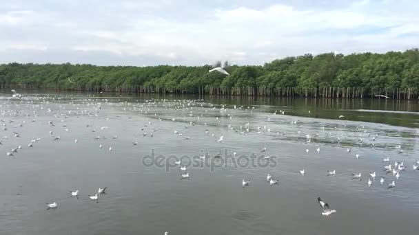 Escape Gaviota Invierno Siberiano Llegó Tailandia Cada Año Sin Sonido — Vídeo de stock