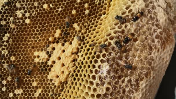 Apis Florea Nebo Trpaslík Honey Bee Jedním Dvou Druhů Malých — Stock video