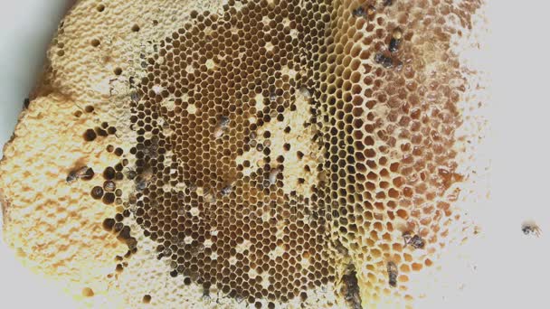 Apis Florea Nebo Trpaslík Honey Bee Jedním Dvou Druhů Malých — Stock video