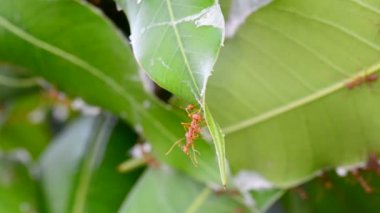 Pek çok kırmızı karıncalar günü mango keşif rüzgarlı bir günde yaprakları vardır. Ses yok.