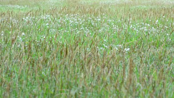 Aard Bevat Het Gras Zwaaiend Wind Functies Zonneschijn Het Maakt — Stockvideo