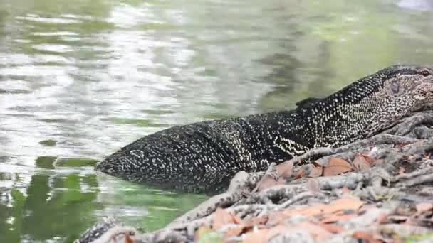 自然の背景に池にヴァラヌス サルヴァトール ネイティブの大型トカゲです 音が出ない — ストック動画