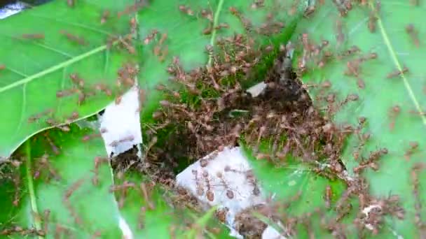 许多红蚂蚁在刮风的日子里试图在芒果树叶上筑巢 无声音 — 图库视频影像