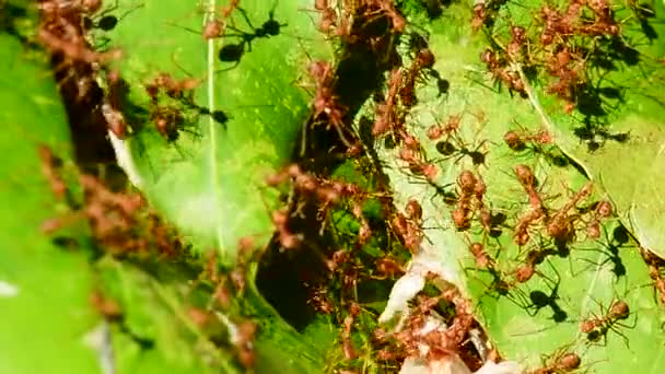 Veel Rode Mieren Probeert Bouwen Nesten Mango Laat Een Winderige — Stockvideo