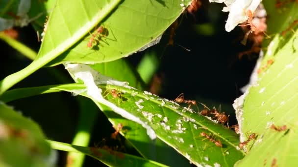 Muitas Formigas Vermelhas São Reconhecimento Folhas Manga Dia Ventoso Sem — Vídeo de Stock