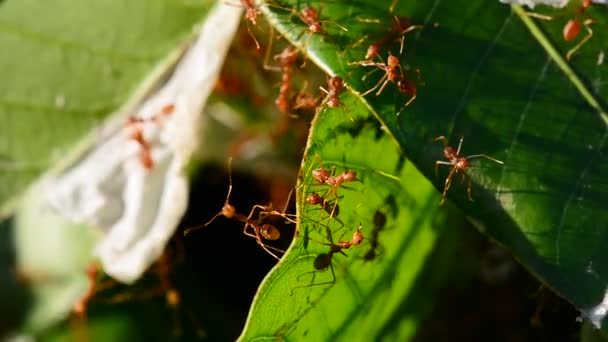 Many Red Ants Reconnaissance Mango Leaves Windy Day Sound — Stock Video