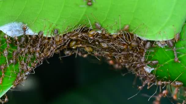 Nşa Etmek Için Birçok Kırmızı Karıncalar Yuvalarını Mango Üzerinde Bırakır — Stok video
