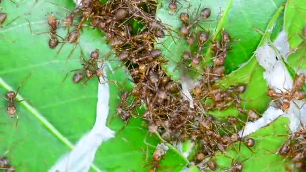 Beaucoup Fourmis Rouges Essayant Construire Des Nids Sur Les Feuilles — Video