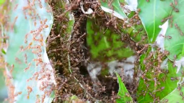 Många Röda Myror Försöker Bygga Bon Mango Bladen Blåsig Dag — Stockvideo