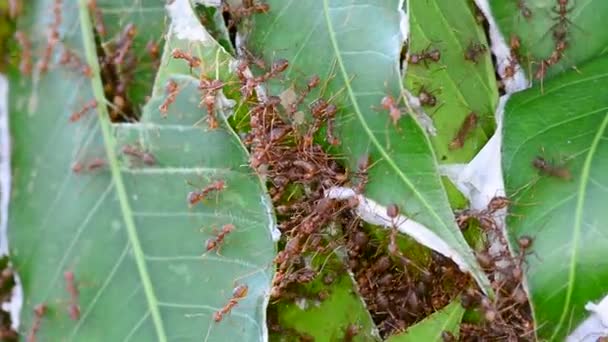 许多红蚂蚁在刮风的日子里试图在芒果树叶上筑巢 无声音 — 图库视频影像