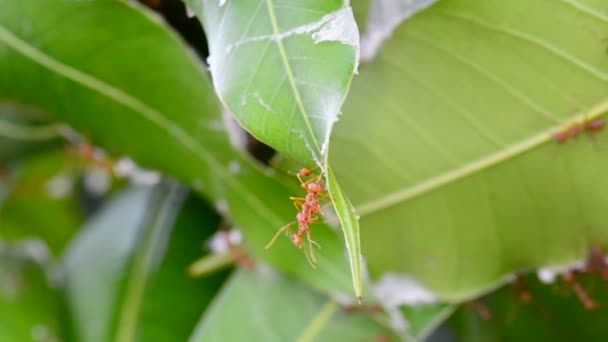 Many Red Ants Reconnaissance Mango Leaves Windy Day Sound — Stock Video