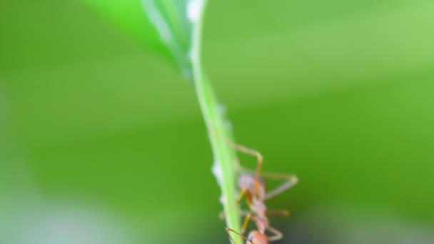 许多红蚂蚁在刮风的日子里对芒果树叶进行侦察 无声音 — 图库视频影像